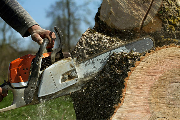 Best Emergency Storm Tree Removal  in Lake Waccamaw, NC